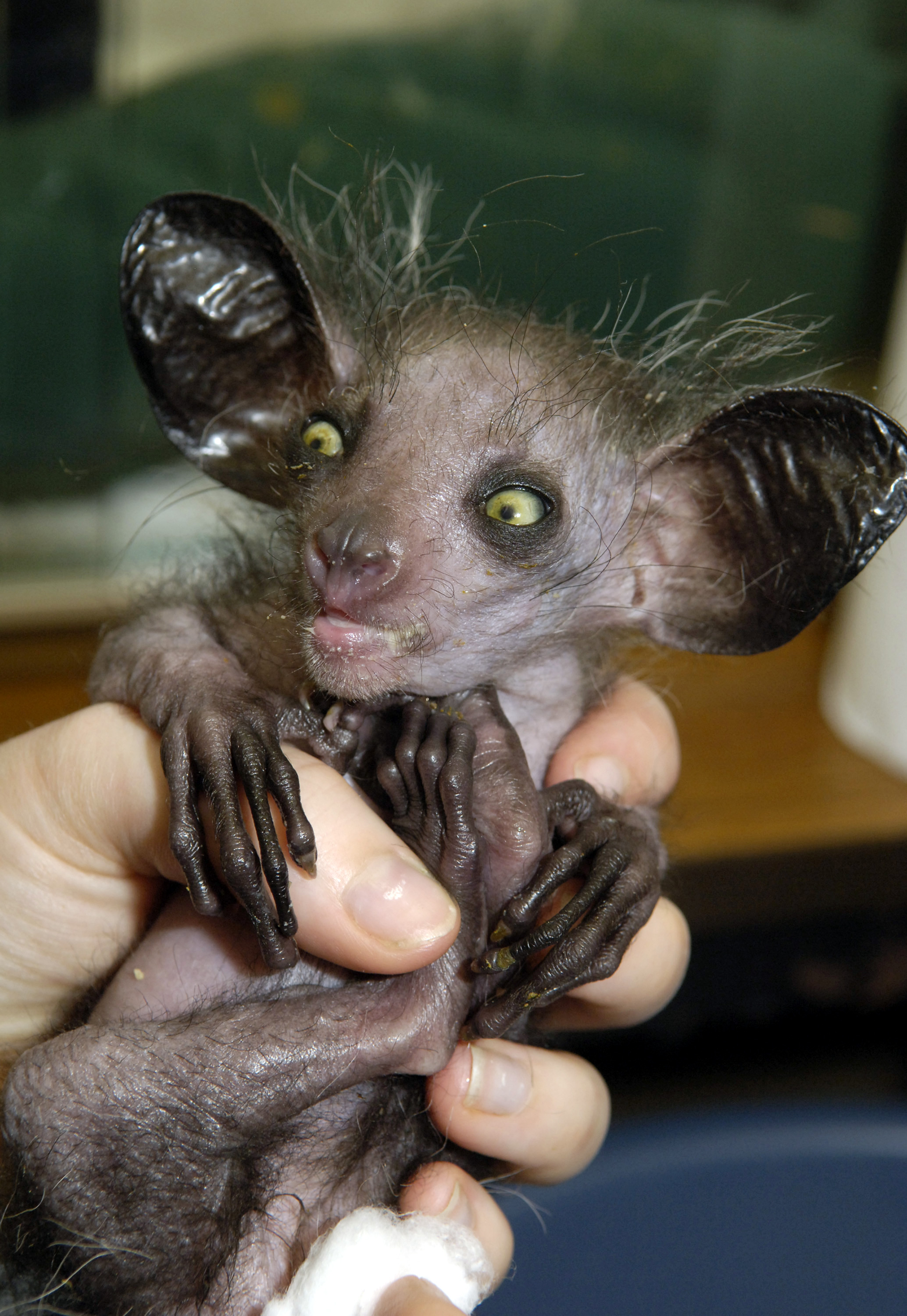 21 Strangest, Weirdest, Ugliest, Creepiest Animals in the World