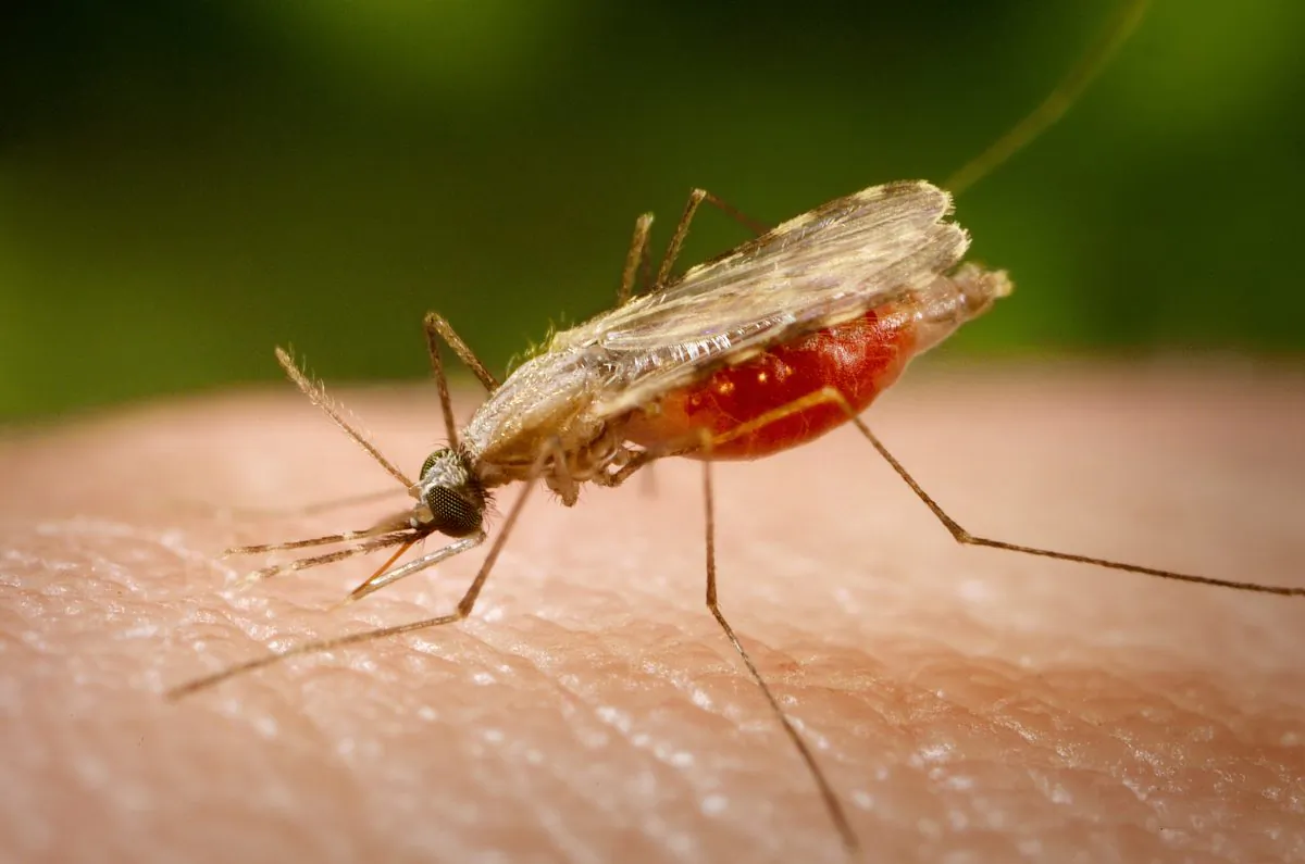 Anopheles mosquito (James Gathany/CDC)