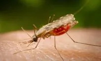 Genetically Modified Mosquitoes to Be Released in Panama This Weekend