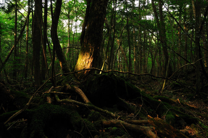 Aokigahara Forest, Japan. (Wikimedia Commons)
