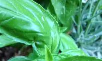 Dreaming of Spring– Home Grown Goodness in My Living Room