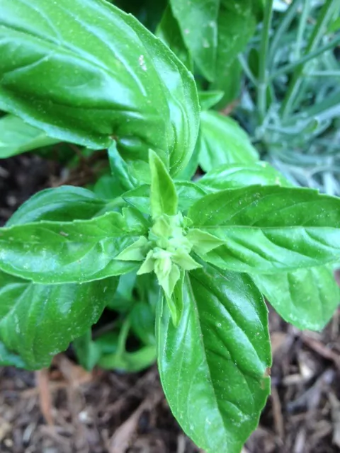An Herb Garden can be an easy way to get started with Home Grown Foods