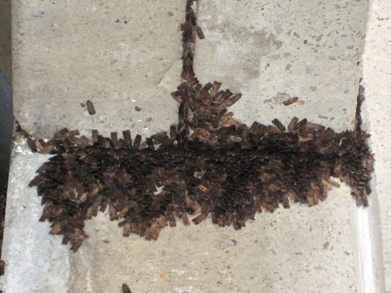 A swarm of bogong moths. (Wikimedia Commons)
