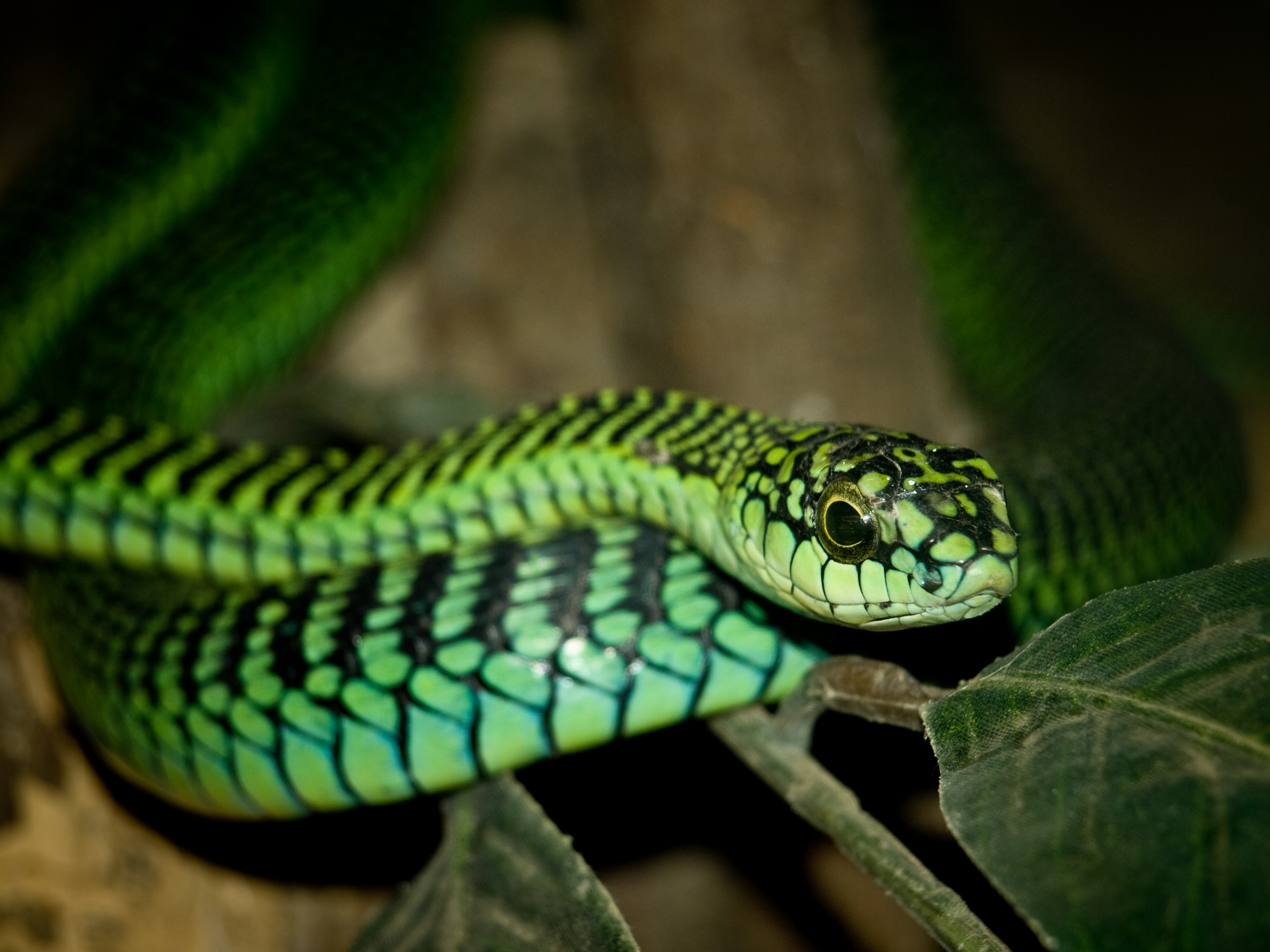 9 of the World's Deadliest Snakes