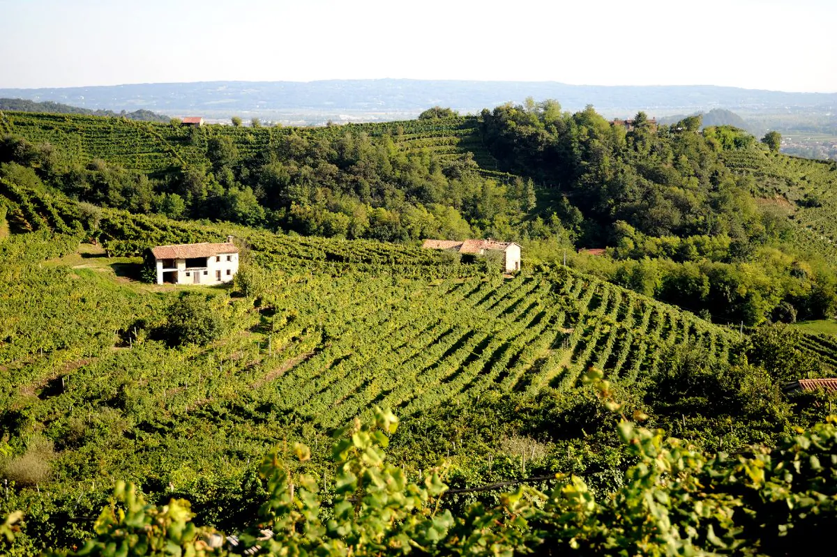 Cartizze Hill Vineyard. (Courtesy of Mionetto USA)