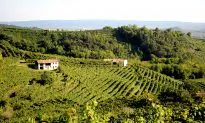 Prosecco, Italy’s Sparkling Gem