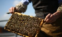 Honey Production Down as Problems Continue to Plague Bees