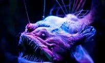 Deep Sea Mining; Digging a Hole We Can’t Get Out Of