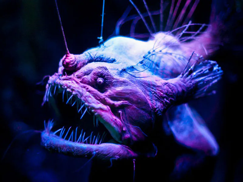 This weird deep sea angler fish lives at abyssal depths that exert pressures of 11,000 pounds per square inch.