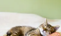 Do Cats Bring Good or Bad Luck? 5 Animals With Unexpected Symbolic Meanings