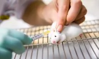 Neuroscientists Used a Blue Light to Cure Amnesia in Mice
