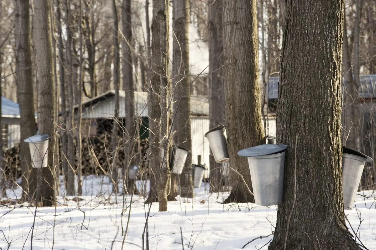 A traditional sugar shack in Quebec. (Josiane Farand/Photos.com)