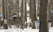 The Tree Syrups of Canada