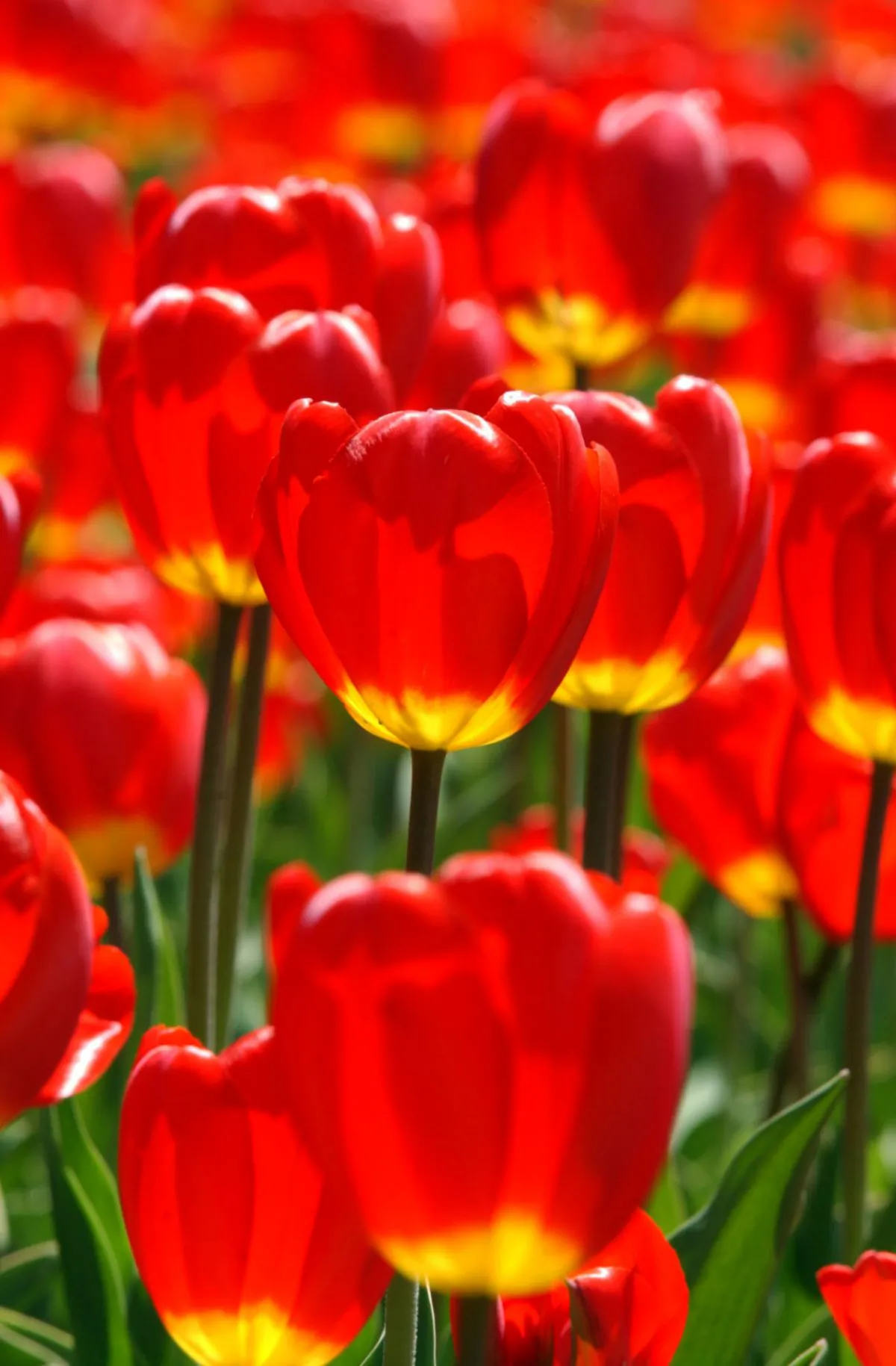 Bright red tulips in bloom. (Don MacKinnon/Getty Images)