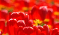 Tiptoe Through the Tulips in Ottawa