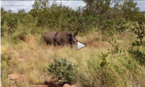 This Is What Poaching Looks Like (Graphic Video); It Can Be Stopped
