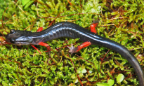 After Logging, Salamanders Show Forest Recovery