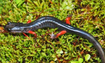 After Logging, Salamanders Show Forest Recovery