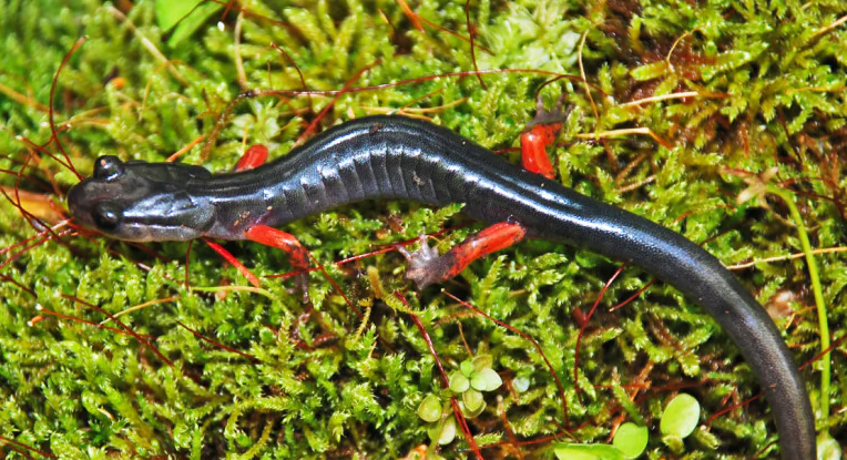 Red-legged salamanders can help scientists predict forest habitat quality and will guide forest management decisions.