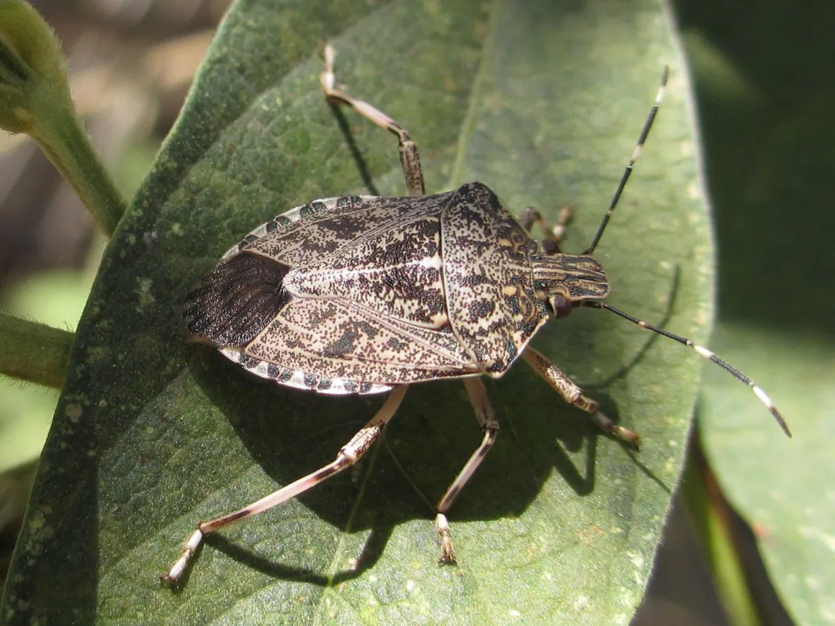 A stock photo of a stink bug. (Ton Rulkens/Wikimedia Commons)