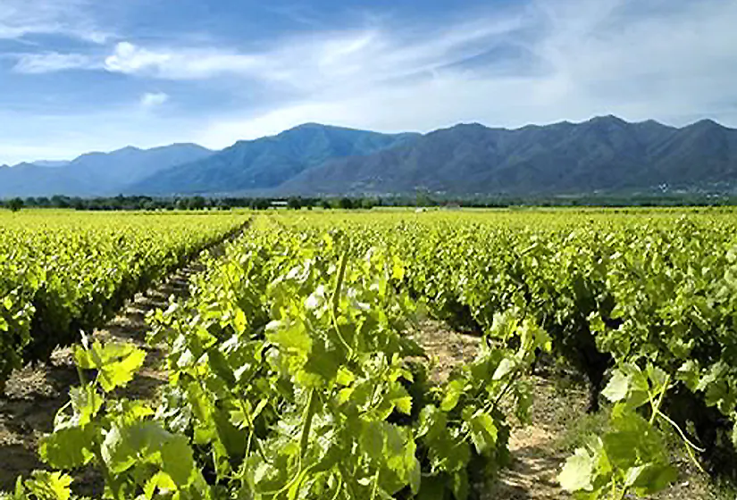 A vineyard in Roussillon. The grape-growing area is bordered by the Mediterranean in the East and mountains in the west. (Manos Angelakis)