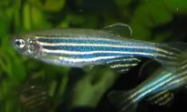 If Zebrafish Can Regrow Fins, Can We Regrow Bones?