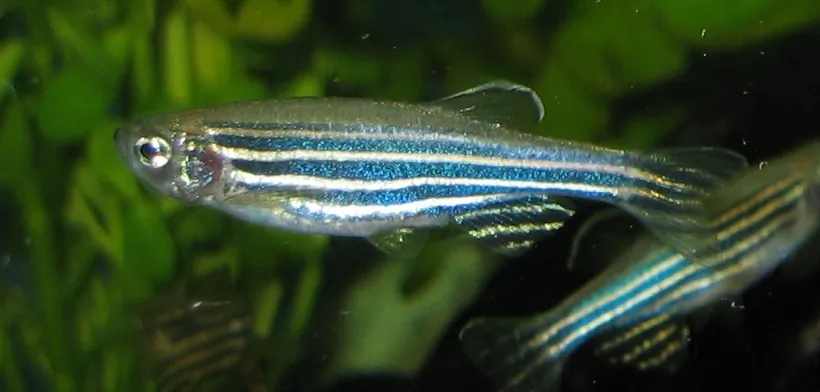A female zebrafish (Danio rerio). (Wikimedia Commons)