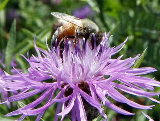 Pesticides Linked to Bee Collapse Now Blamed for Bird Declines