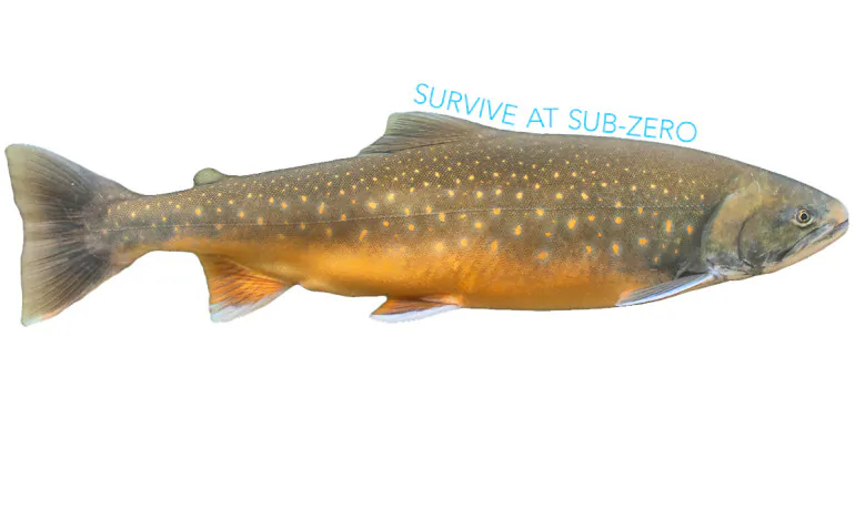 "We know that certain types of fish survive perfectly well in sub-zero sea temperatures without their blood freezing," says Matthew Gibson. "We used this as a starting point to search for synthetic substances which reflect what nature already does so well." (Credit: iStockphoto)