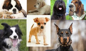 Dog Breeds: What Does Your Choice of Breed Say About You?