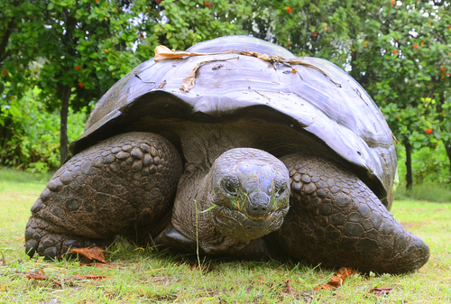 Peruvian Police Rescue Rare Galapagos Tortoises From Traffickers | The ...