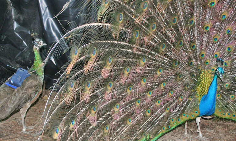 This peahen fitted with a head-cam and eye-tracking technology watches a peacock. (Jessica Yorzinski)