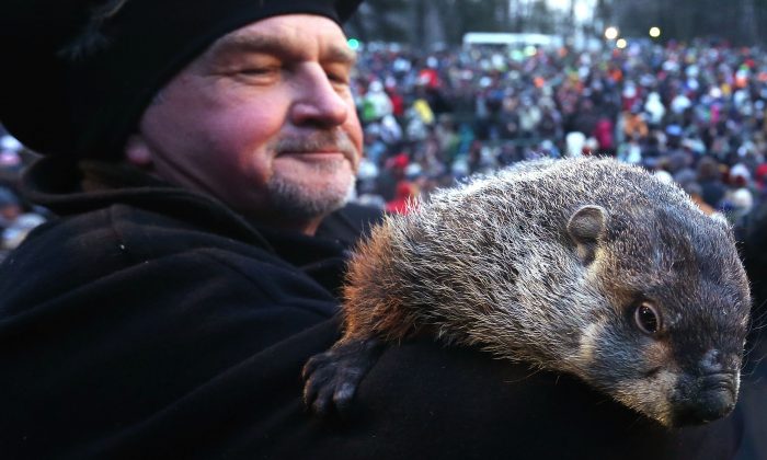 Groundhog Day 2014: When to Watch, Predictions, Accuracy | The Epoch Times