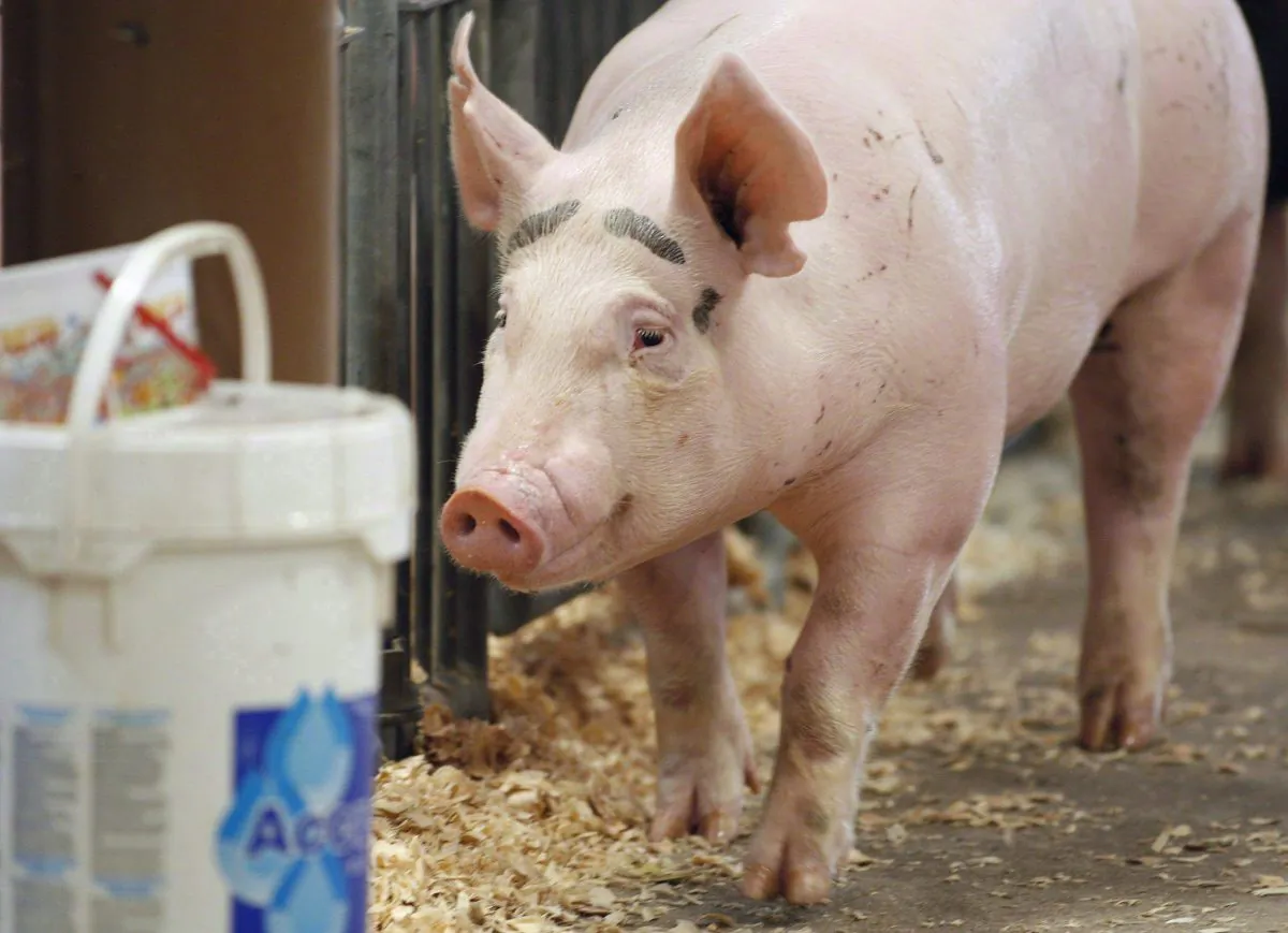 As the number of farms impacted by porcine epidemic diarrhea in Ontario continues to grow, policy makers and farmers are scrambling to find ways to prevent further spread of the fatal pig virus.
(The Canadian Press/AP-Columbus Dispatch, Kyle Robertson)