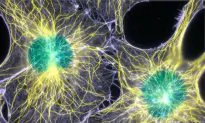 Bioengineering Study Finds Two-Cell Mouse Embryos Already Talking About Their Future