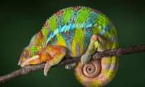 9 Fascinating Creatures Unique to Madagascar