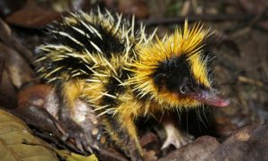 21 Strangest, Weirdest, Ugliest, Creepiest Animals in the World