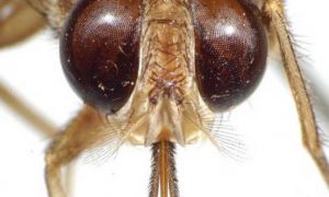 8 Deadliest Insects in the World