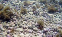 The Surprising Biodiversity of Algae ‘Reefs’