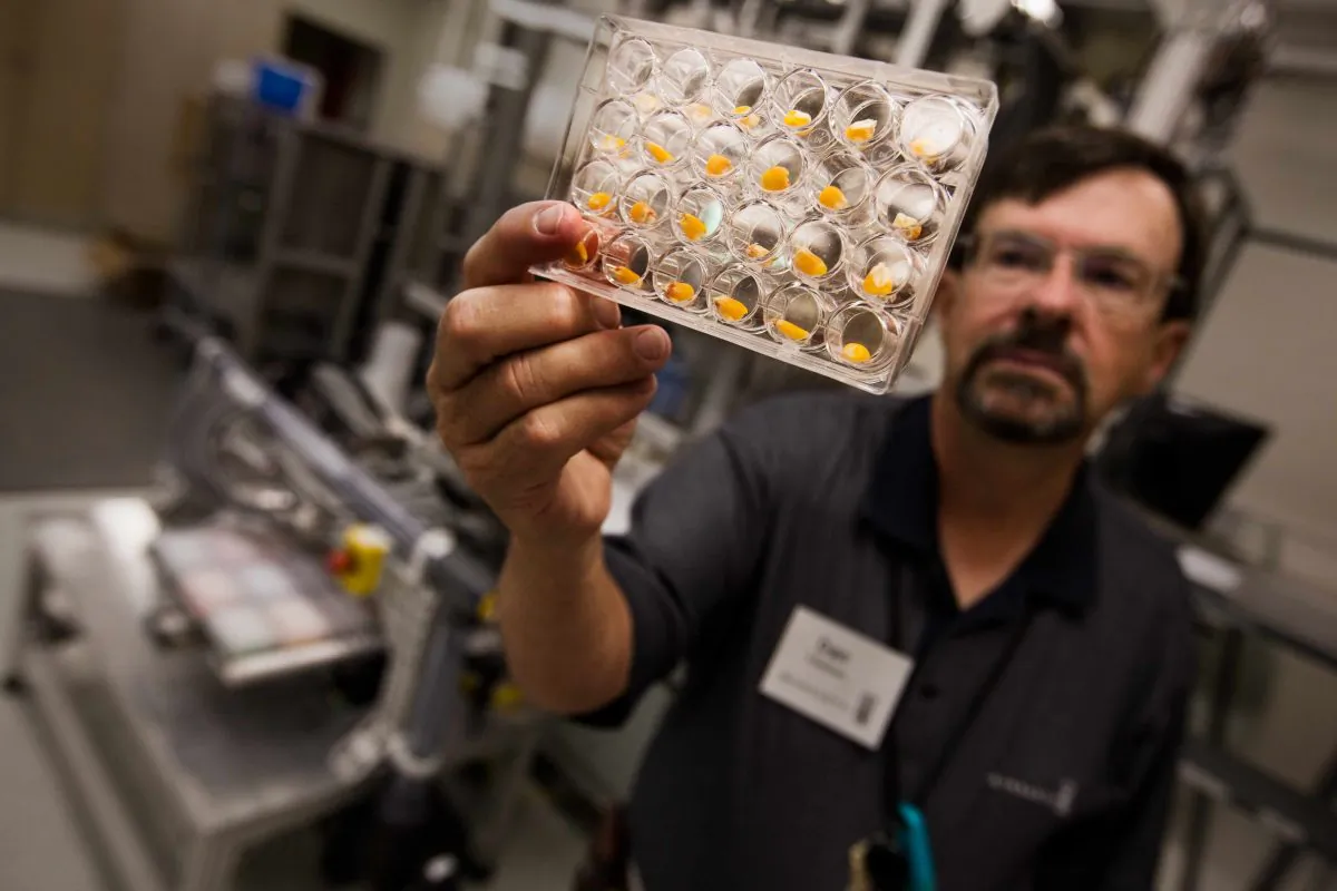 A Monsanto technician holds a tray of corn seeds. A group of Chinese nationals allegedly stole corn seed technology from several U.S. companies, including Monsanto. (Brent Stirton/Getty Images.)
