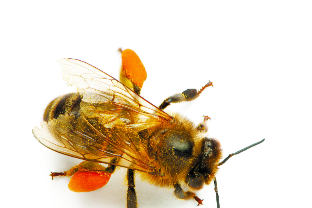 Bee pollen contains 22 amino acid, 27 minerals, and the full gamut of vitamins, hormones, and fatty acids. (Photos.com)
