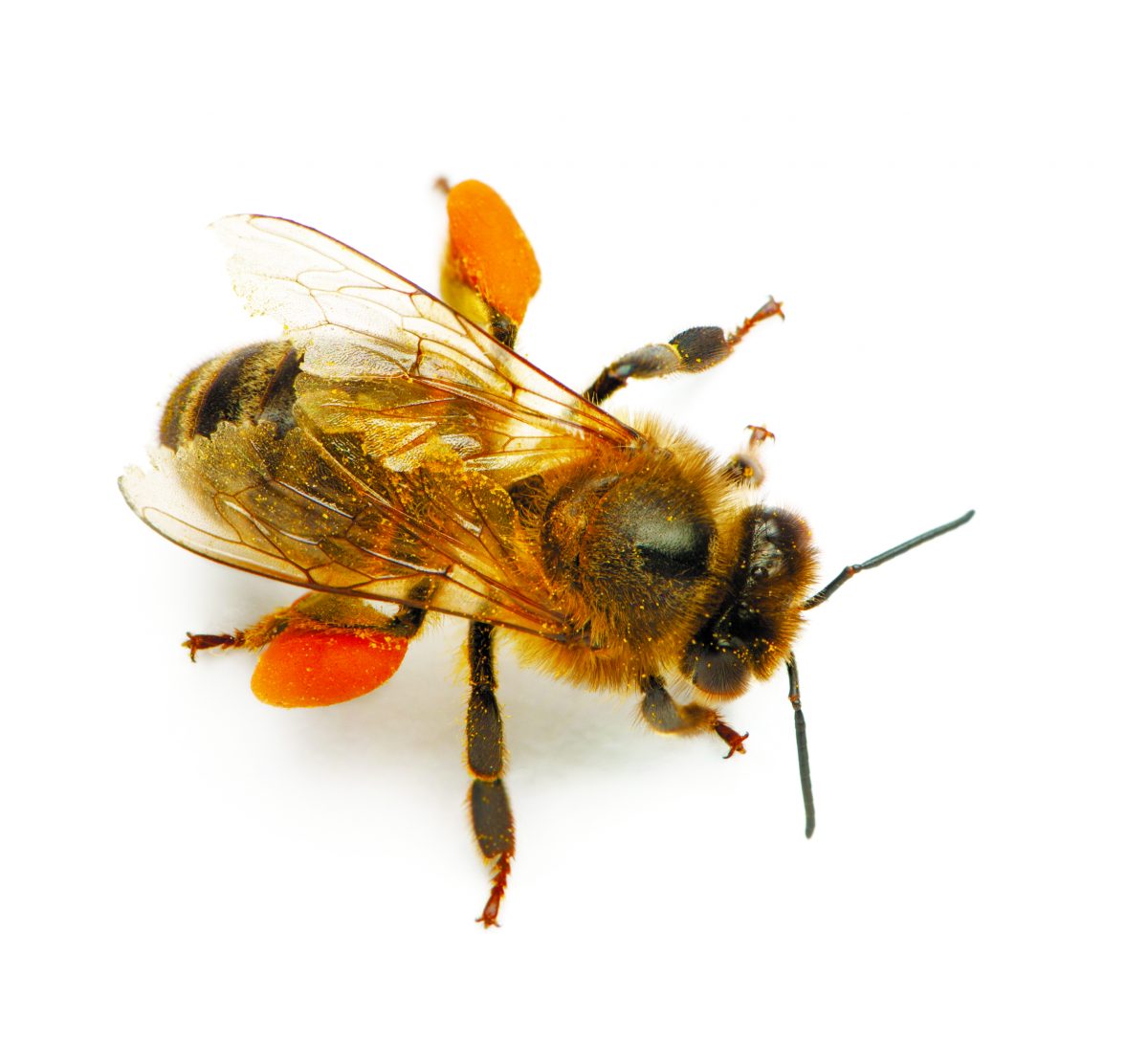 Bee pollen contains 22 amino acid, 27 minerals, and the full gamut of vitamins, hormones, and fatty acids. (Photos.com)