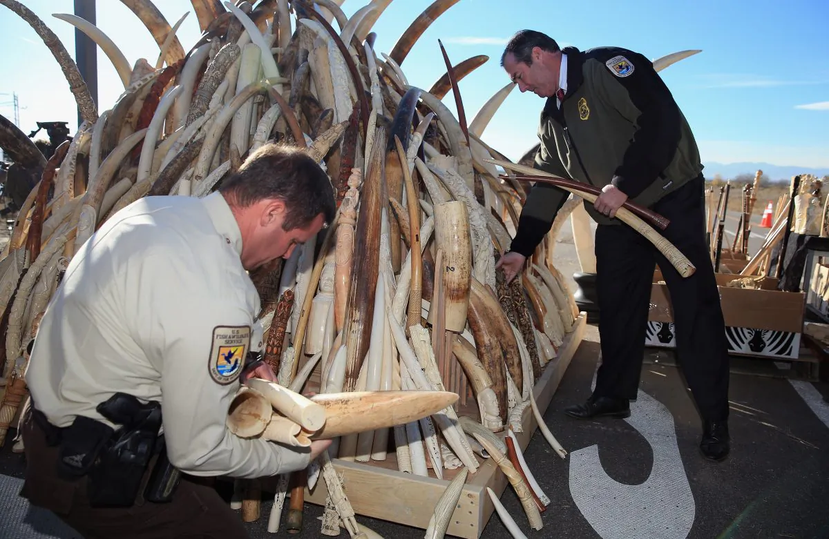 The U.S. Fish and Wildfire Service destroys six tons of confiscated ivory during U.S. Ivory Crush at the Rocky Mountain Arsenal Wildlife Refuge in Commerce City, Colo., on Nov. 14, 2013. (Doug Pensinger/Getty Images)