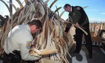 Banning Ivory Will Not Save Elephants