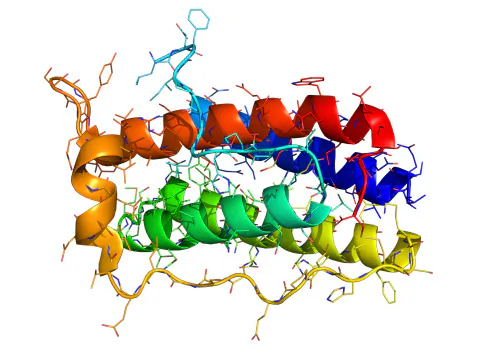 The Role of Leptin in Weight Loss and Gain