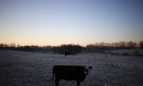Bizarre Cattle Mutilations Baffle Investigators