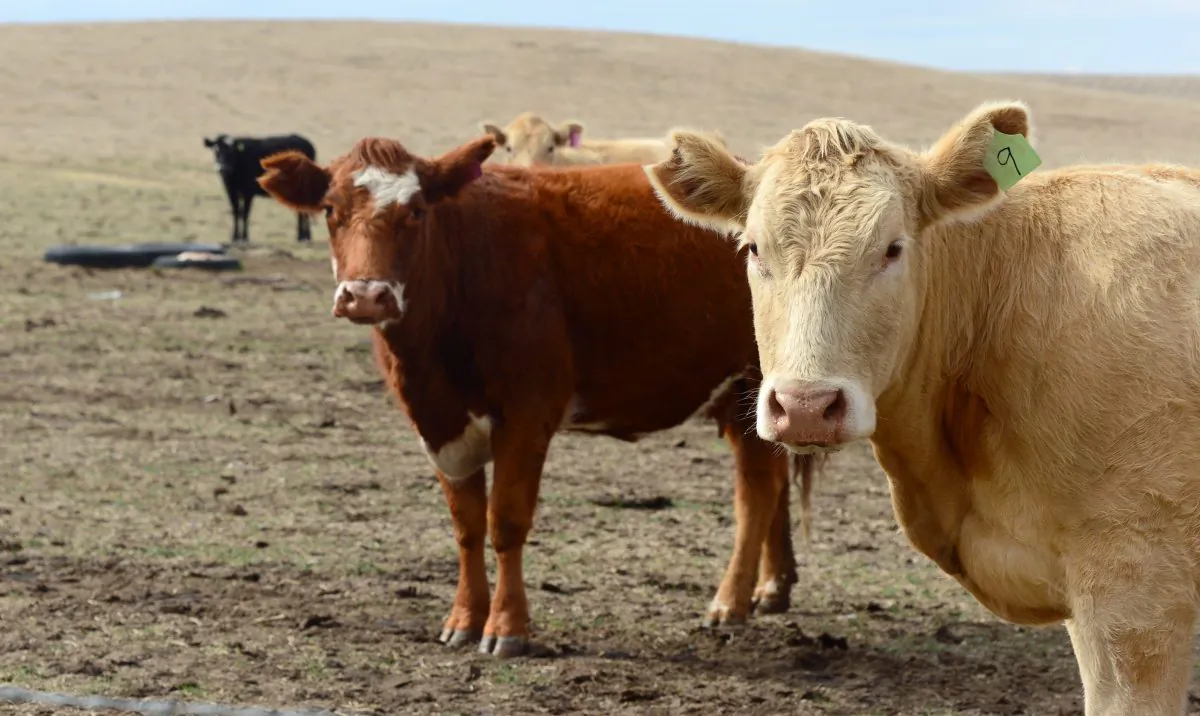 Beef cattle roam the brown-dirt fields on a ranch on the outskirts of Delano, in California's Central Valley, on Feb. 3, 2014. (Frederic J. Brown/AFP/Getty Images)
