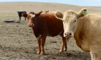 Agencies Can’t Handle Public Health Hazards of Food Production