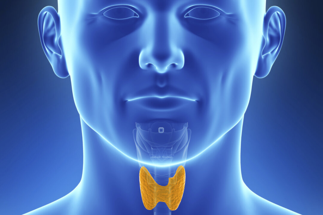The thyroid gland, which is located in your neck, is the primary control center for your metabolism. (Eraxion/photos.com)