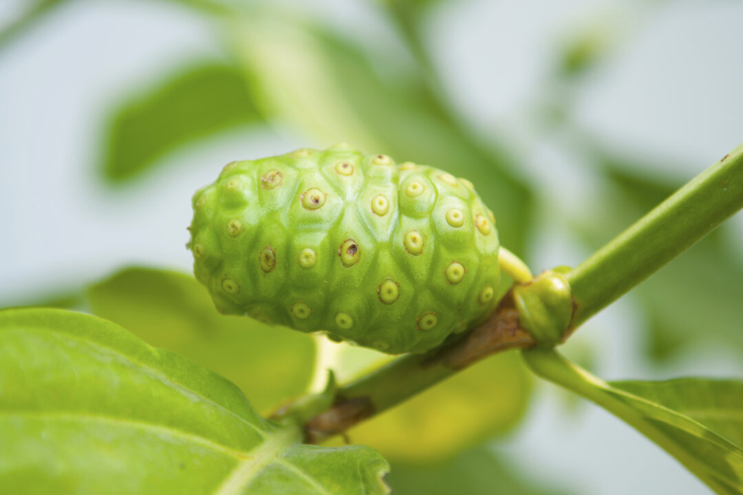 The juice of the noni fruit is revered by the Polynesians for its curative powers. (khuntapol/thinkstockphotos.com)